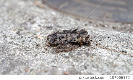 私人住宅屋簷上的果子狸糞便 107066573