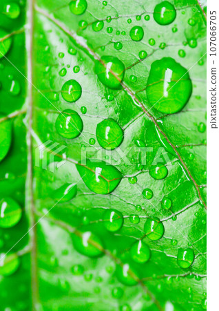 passion fruit plant, Passiflora edulis or Passionfruit or Maracuja leaf and rain drop 107066705