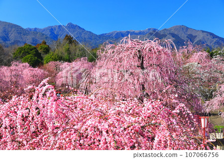 [Mie Prefecture] Suzuka Forest Garden and Suzuka Mountains with plum blossoms in full bloom 107066756