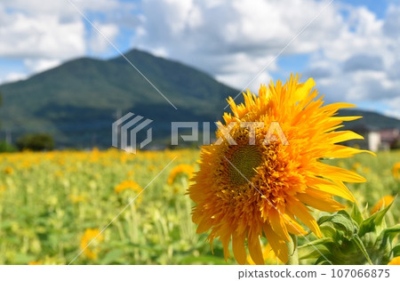 茨城的藍天、筑波山、八重向日葵 茨城的藍天、筑波山、八重向日葵 107066875