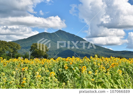 Blue sky, Mt. Tsukuba, and Yae sunflowers in Ibaraki Blue sky, Mt. Tsukuba, and Yae sunflowers in Ibaraki 107066889