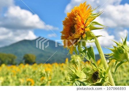 Blue sky, Mt. Tsukuba, and Yae sunflowers in Ibaraki Blue sky, Mt. Tsukuba, and Yae sunflowers in Ibaraki 107066893