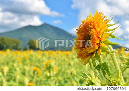 茨城的藍天、筑波山、八重向日葵 107066894