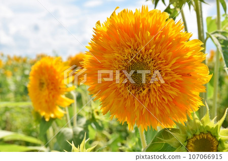 Blue sky and Yae sunflowers in Ibaraki Blue sky and Yae sunflowers in Ibaraki 107066915