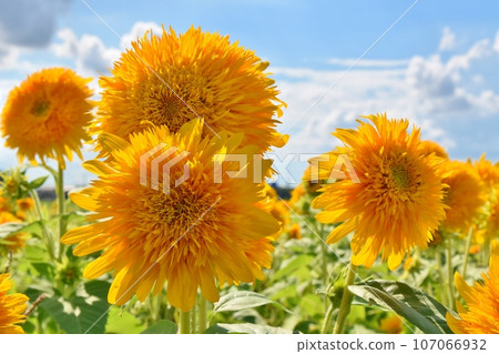 Blue sky and Yae sunflowers in Ibaraki Blue sky and Yae sunflowers in Ibaraki 107066932