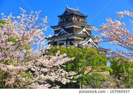 [Hiroshima Prefecture] The castle tower of Hiroshima Castle with cherry blossoms in full bloom 107066937