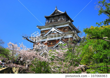 [Hiroshima Prefecture] The castle tower of Hiroshima Castle with cherry blossoms in full bloom 107066963