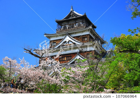[Hiroshima Prefecture] The castle tower of Hiroshima Castle with cherry blossoms in full bloom 107066964