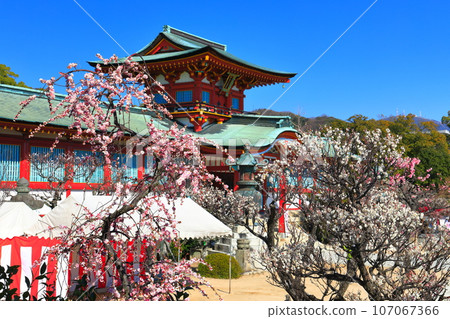 [山口縣]梅花節期間的防府天滿宮 107067366