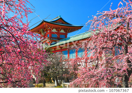 [山口縣]梅花節期間的防府天滿宮 107067367
