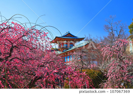 [Yamaguchi Prefecture] Hofu Tenmangu Shrine during the Plum Blossom Festival 107067369