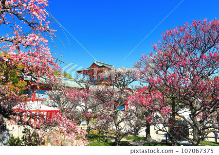 [山口縣]梅花節期間的防府天滿宮 107067375