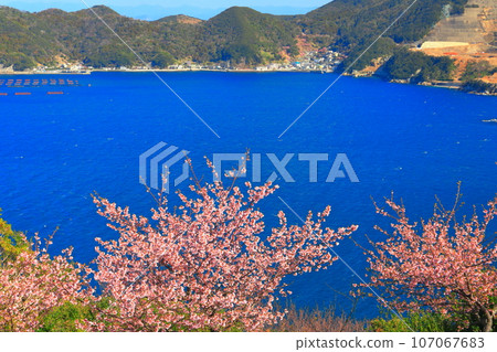 [大分縣]晴朗天氣下在四良半島四良展望台的河津櫻（津久見） 107067683