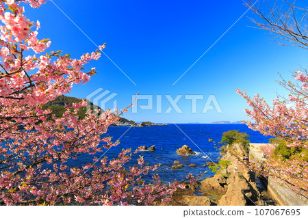 [[Oita Prefecture] Kawazu cherry blossoms (Tsukumi) in Fukaratsu on the Yotsuura Peninsula on a sunny day 107067695