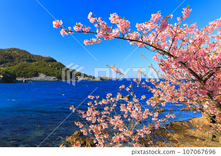 [Oita Prefecture] Fukaratsu's Kawazu Cherry Blossoms (Tsukumi) on the Youra Peninsula in sunny weather 107067696