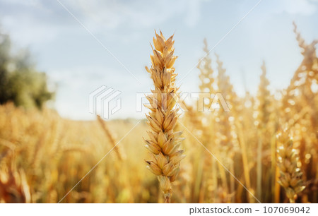 Triticale grain on sunlit golden field with blue sky. Summer or autumn grain crop season. Harvest landscape. Wheat and rye. Gluten. Agriculture and farming. Grain drain. Pesticides Triticale grain on sunlit golden field with blue sky. Summer or autumn grain crop season. Harvest landscape. Wheat and rye. Gluten. Agriculture and farming. Grain drain. Pesticides 107069042