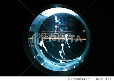 Jellyfish in aquarium 107069153
