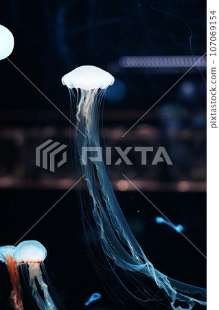 jellyfish jellyfish 107069154