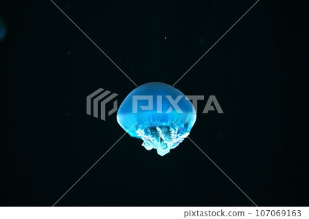 籠子 籠子 107069163