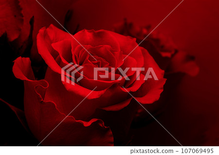 Red rose on a red dark background illuminated by red light, Valentine's Day concept. Red rose on a red dark background illuminated by red light, Valentine's Day concept. 107069495