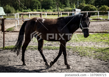 beautiful horses in a stud farm beautiful horses in a stud farm 107069723