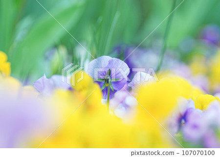 Viola, a single purple pansy floating on a yellow bokeh background 107070100