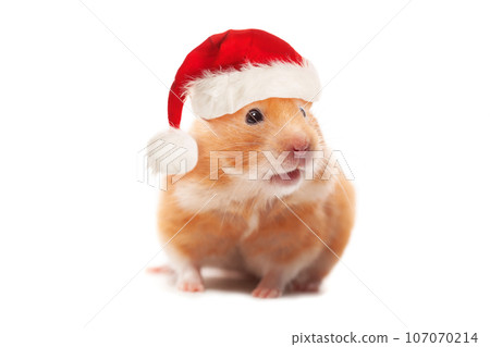 Christmas concept. Hamster wearing red Santa hat isolated on white background 107070214
