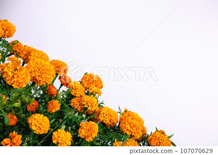 orange marigold flowers corner border isolated on white background orange marigold flowers corner border isolated on white background 107070629