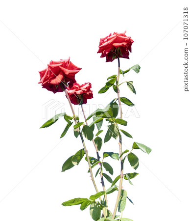Red roses Red roses 107071318