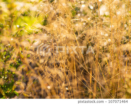 Selective focus of wild grass flower on the summer field, Deschampsia cespitosa 107071464