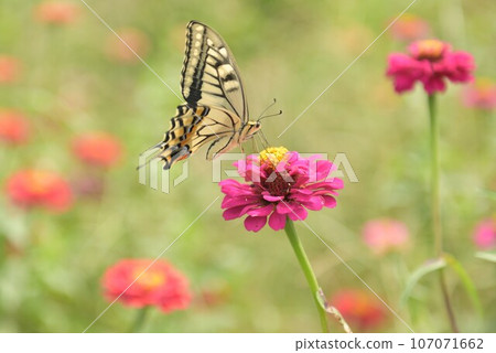 Yellow swallowtail feeding from zinnia flowers in Hakushu-cho, Hokuto City Yellow swallowtail feeding from zinnia flowers in Hakushu-cho, Hokuto City 107071662