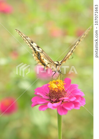 Yellow swallowtail feeding from zinnia flowers in Hakushu-cho, Hokuto City 107071663