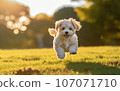 Happy Bollipoo puppy running around the park in clear weather. a pet. dog protection. 107071710
