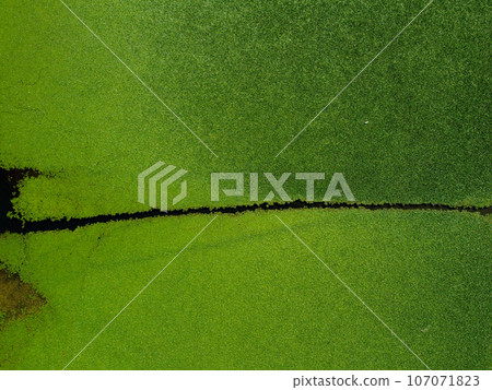 Aerial view of wetlands in Skadar lake. Boat road between by green lily pads, water chestnut, trap, moss covering the water national park, summer in Montenegro, circling, drone shot. Aerial view of wetlands in Skadar lake. Boat road between by green lily pads, water chestnut, trap, moss covering the water national park, summer in Montenegro, circling, drone shot. 107071823