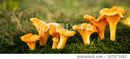 Chanterelle mushrooms in a forest. Edible mushrooms. 107071882