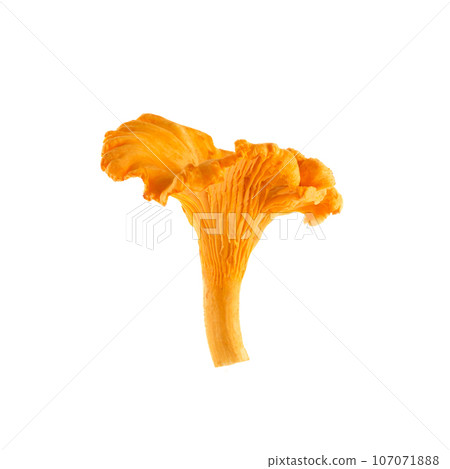 Chanterelle or girolle mushroom isolated on white background 107071888