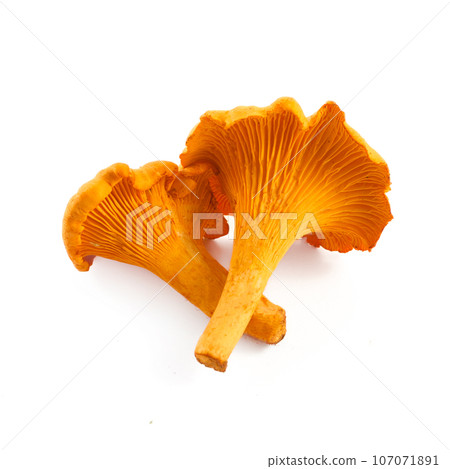 Chanterelle or girolle mushrooms isolated on white background 107071891