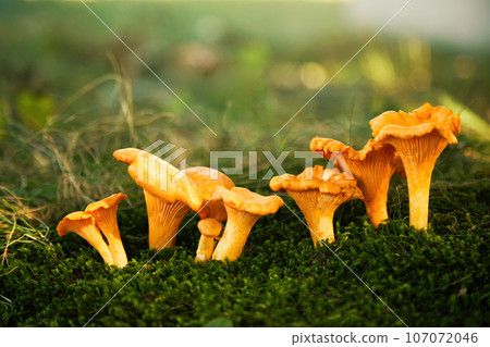 Chanterelle mushrooms in a forest. Edible mushrooms. 107072046