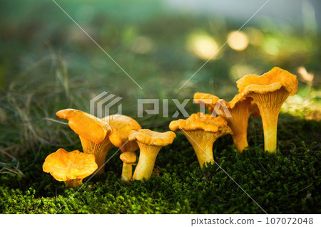 Chanterelle mushrooms in a forest. Edible mushrooms. 107072048