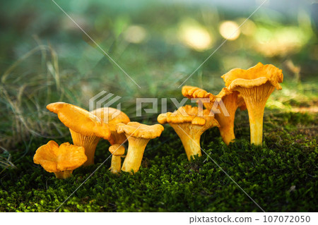 Chanterelle mushrooms in a forest. Edible mushrooms. 107072050