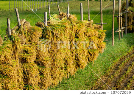 Rice dried on rice piles 107072099