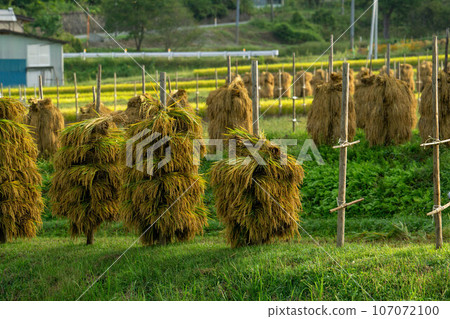Rice dried on rice piles 107072100