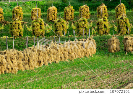 Rice dried on rice piles 107072101