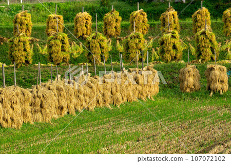 Rice dried on rice piles 107072102