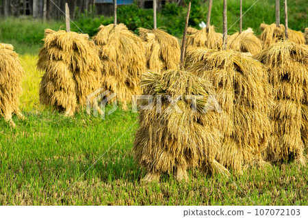 Rice dried on rice piles Rice dried on rice piles 107072103