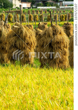 Rice dried on rice piles Rice dried on rice piles 107072107