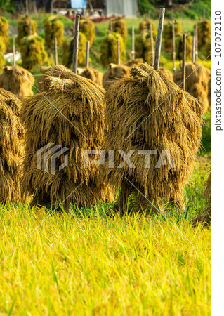 Rice dried on rice piles 107072110