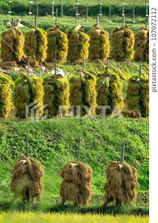 Rice dried on rice piles 107072112