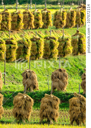 Rice dried on rice piles 107072114