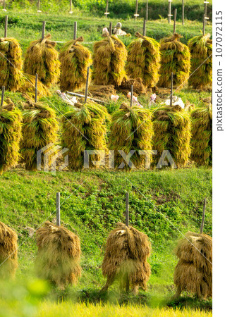 Rice dried on rice piles 107072115